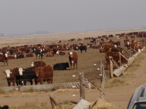 La tecnología de los alambrados eléctricos no es nueva. Sigue siendo aún una herramienta de manejo, en permanente evolución, indispensable en cualquier explotación agropecuaria, para hacer un mejor uso del pasto.