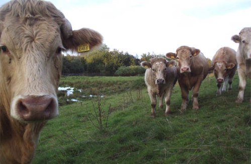 Es lo opuesto al alambrado tradicional: no es una barrera física sino una barrera psicológica donde el animal no se acerca la segunda vez por la sensación de dolor que se ha grabado en su memoria en su primera experiencia.