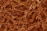 Las bacterias que producen electricidad.