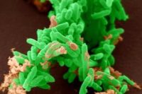 Cosechan energía a partir de bacterias.