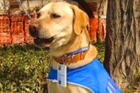 Rex, el primer perro rastreador de fallas eléctricas.